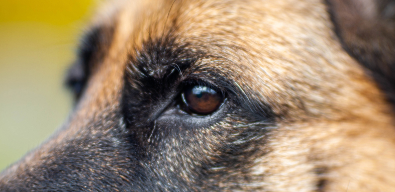 The eyes of a German Shepherd dog, representing dog bite injury claims.